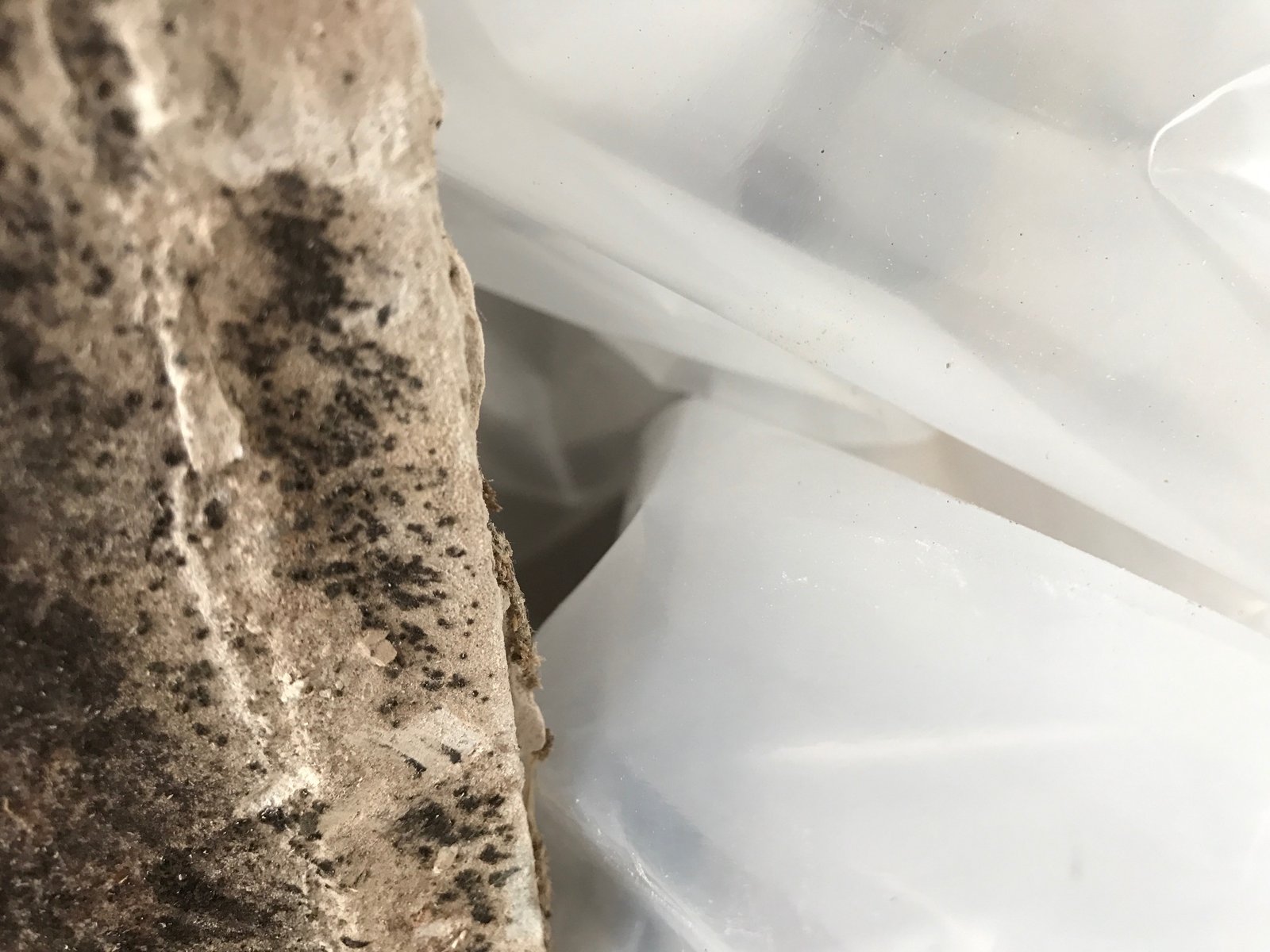 Mold growth along the edge of water-damaged drywall in a Southern California property
