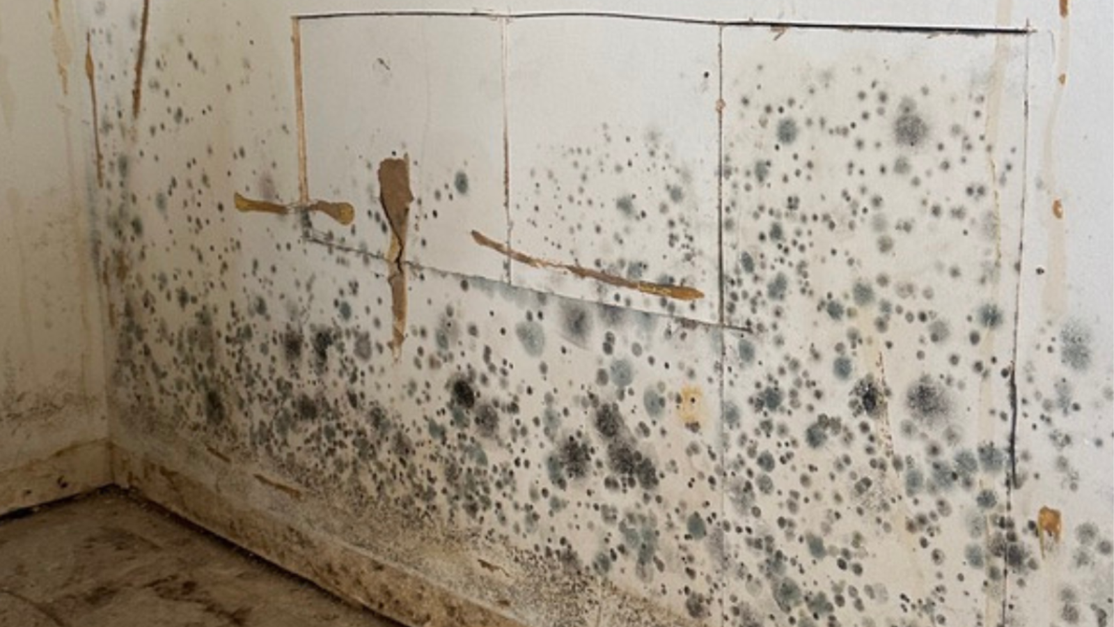 Guide to Mold Testing